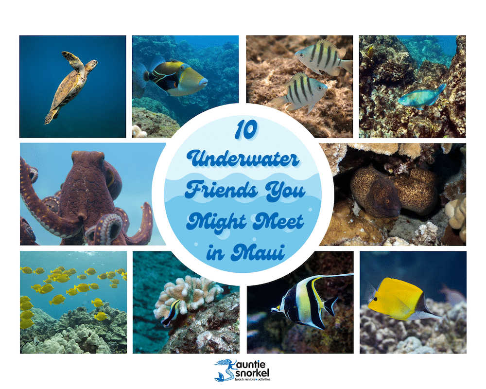 10 Underwater Friends You Might Meet in Maui
