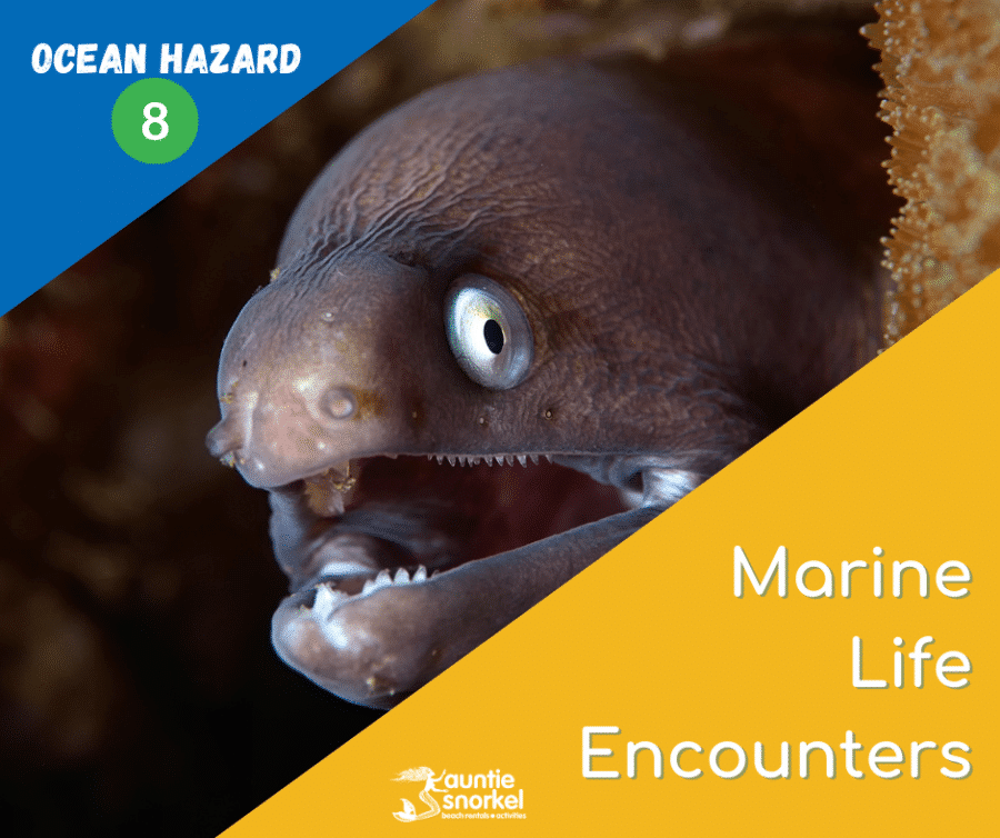 8 Marine Life Encounters