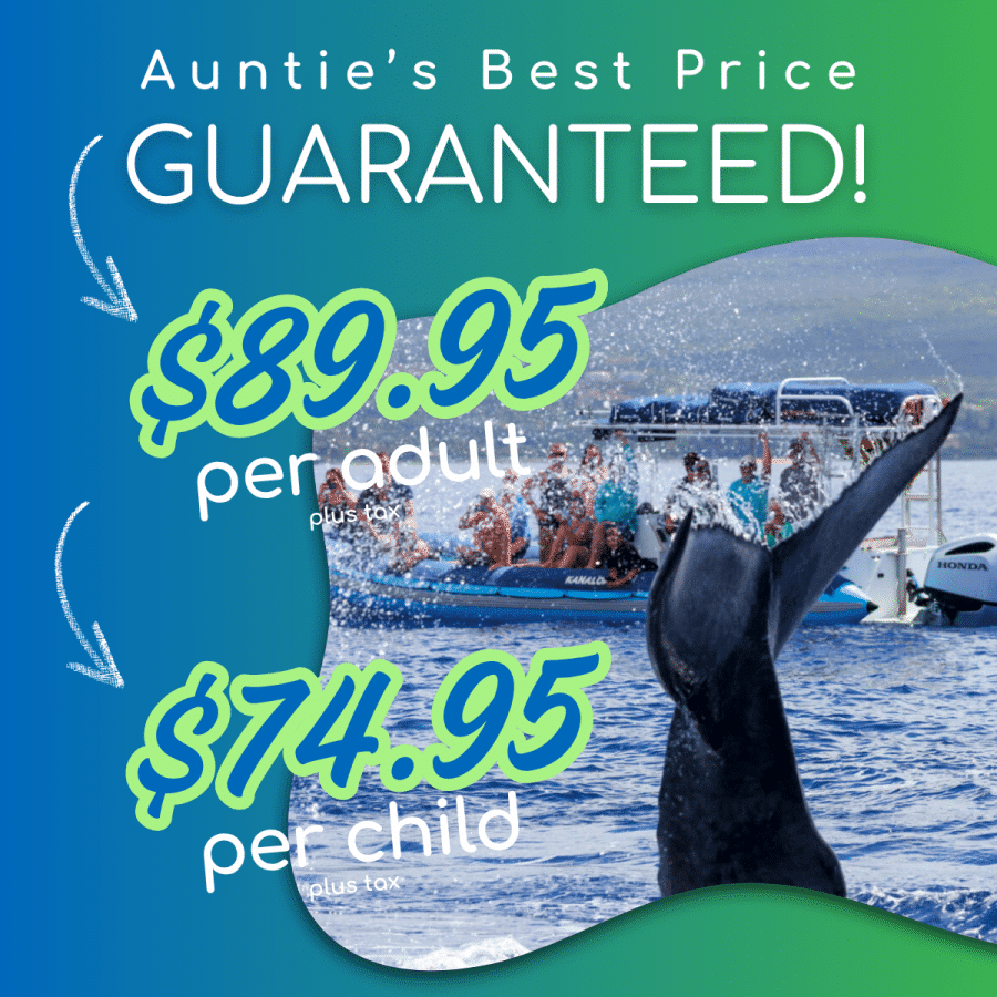Auntie Best Price Guaranteed - Blue Water Rafting Guaranteed Whale Watch - 1.5 Hour Tour - Book Maui Activities at Auntie Snorkel
