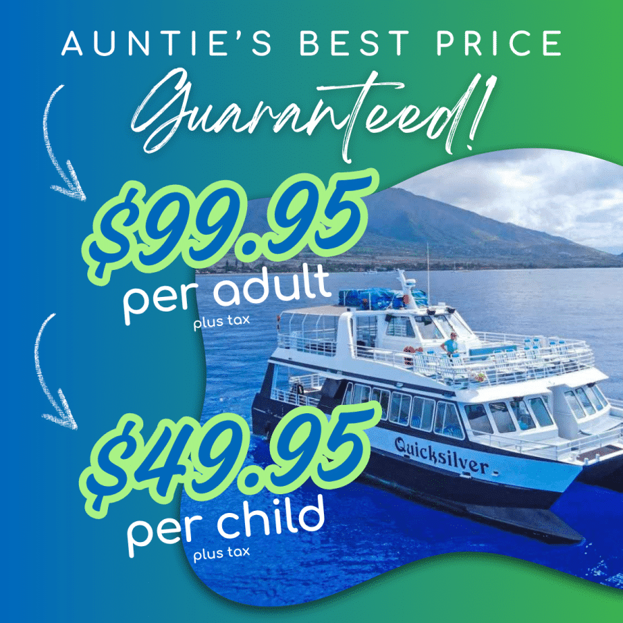 Aunties Best Price Guaranteed - Quicksilver Turtle Town Snorkel Tour - Book Maui Activities at Auntie Snorkel