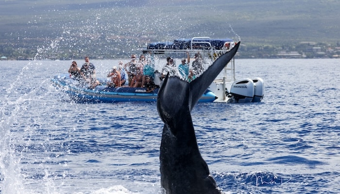 Blue Water Rafting Guaranteed Whale Watch - 1.5 Hour Tour - Book Maui Activities at Auntie Snorkel