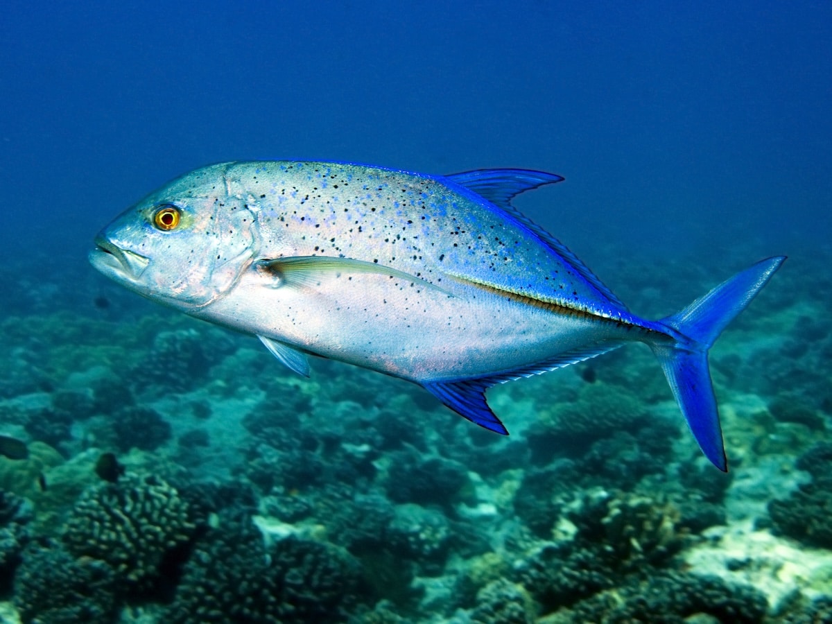 Omilu - Bluefin Trevally