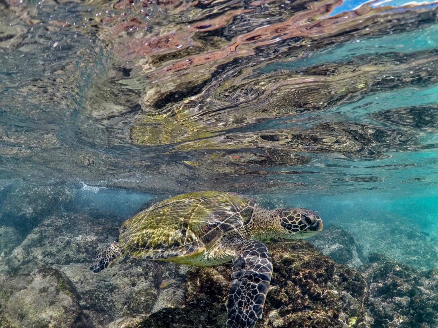 Snorkel Rentals Kihei & Wailea 50 Off + Free Fins! Auntie Snorkel