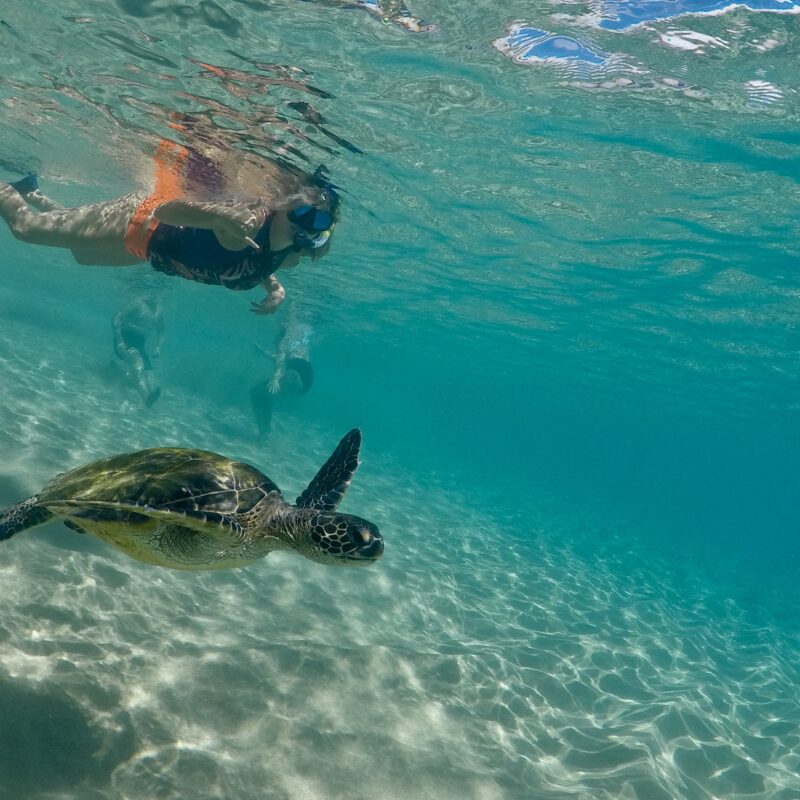 Snorkel Rentals Kihei & Wailea 50 Off + Free Fins! Auntie Snorkel