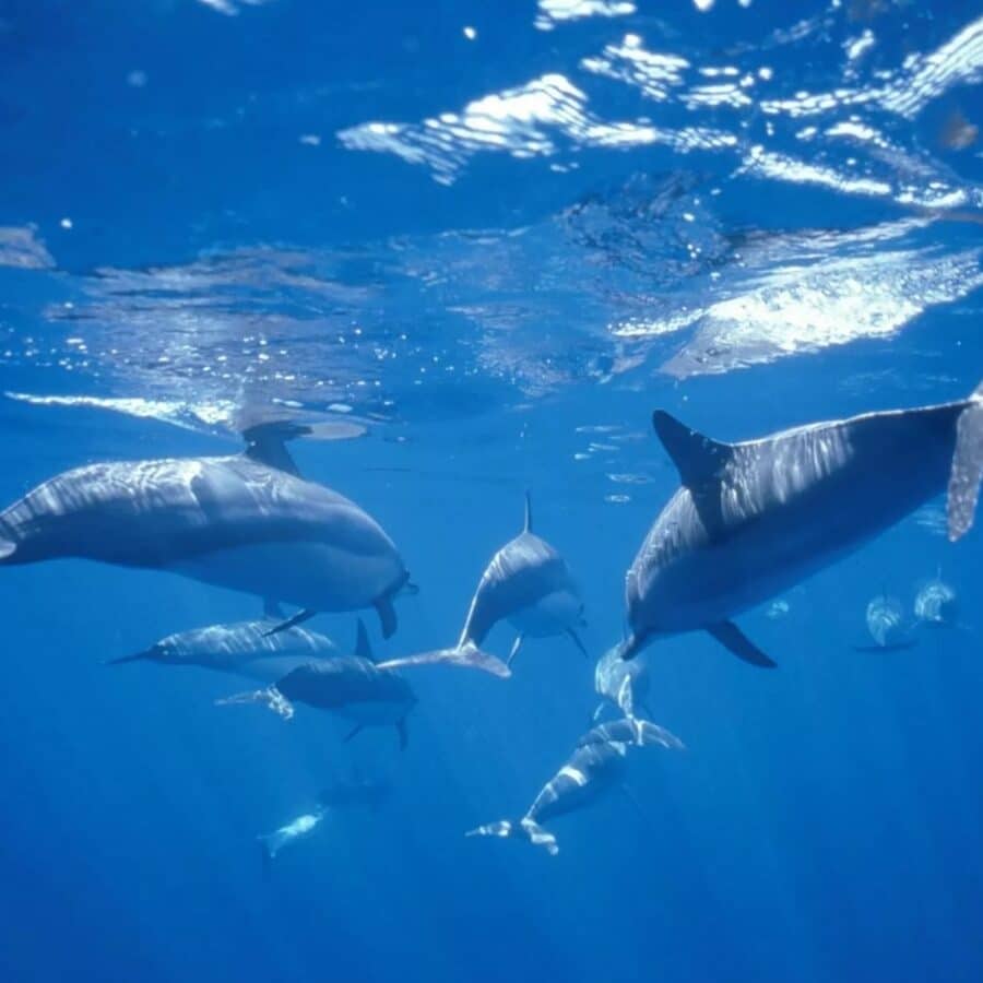 Hawaii Ocean Rafting Lanai Snorkel and Dolphin Watch - Spinner Dolphins