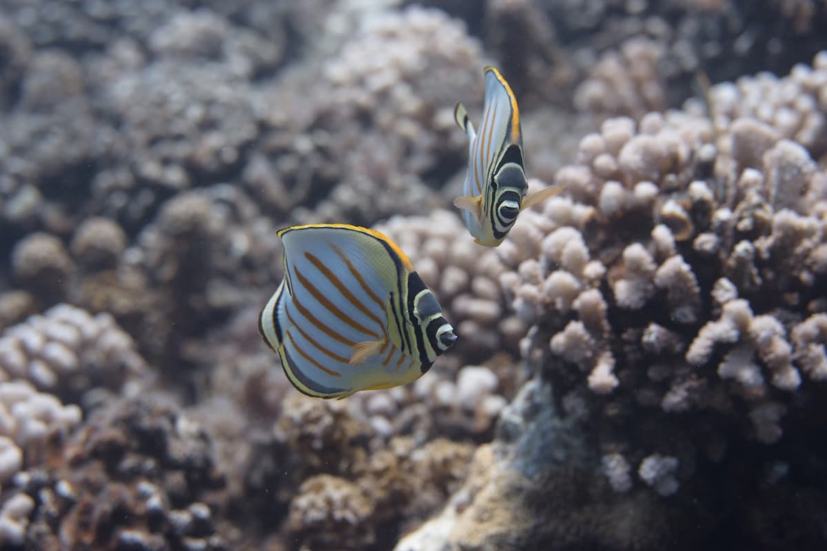 Kikakapu - Ornate Butterflyfish Pair