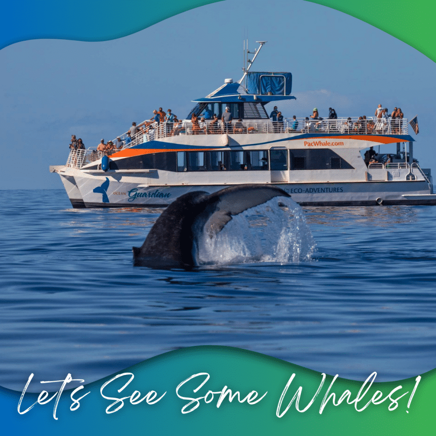 Lets See Some Whales - Pacific Whale Foundation - Classic Whale Watch - Book Maui Activities with Auntie Snorkel