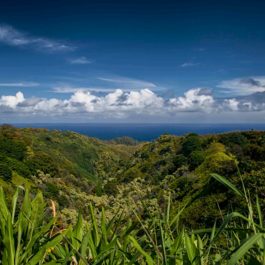 Lush Rainforest Scenery along the Road to Hana - Aloha Eco Adventures Road to Hana Halfway & Haleakala National Park Tour - Book Maui Activities at Auntie Snorkel