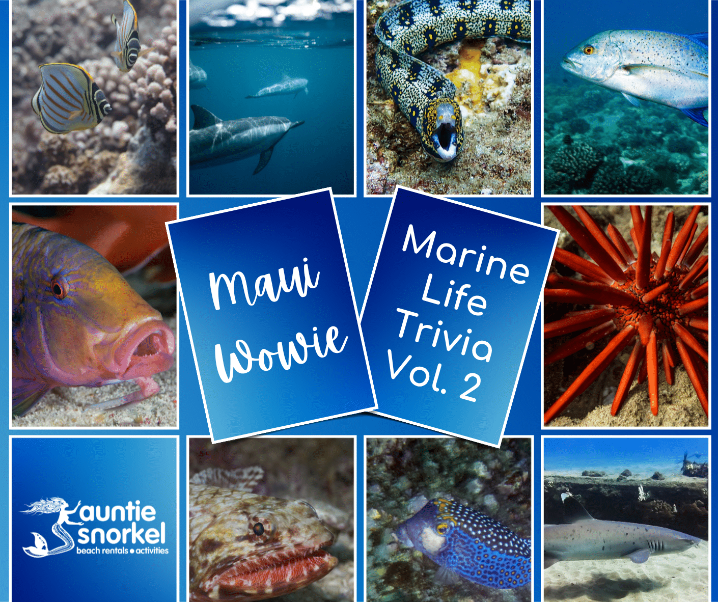 Maui Wowie Marine Life Trivia Vol 2