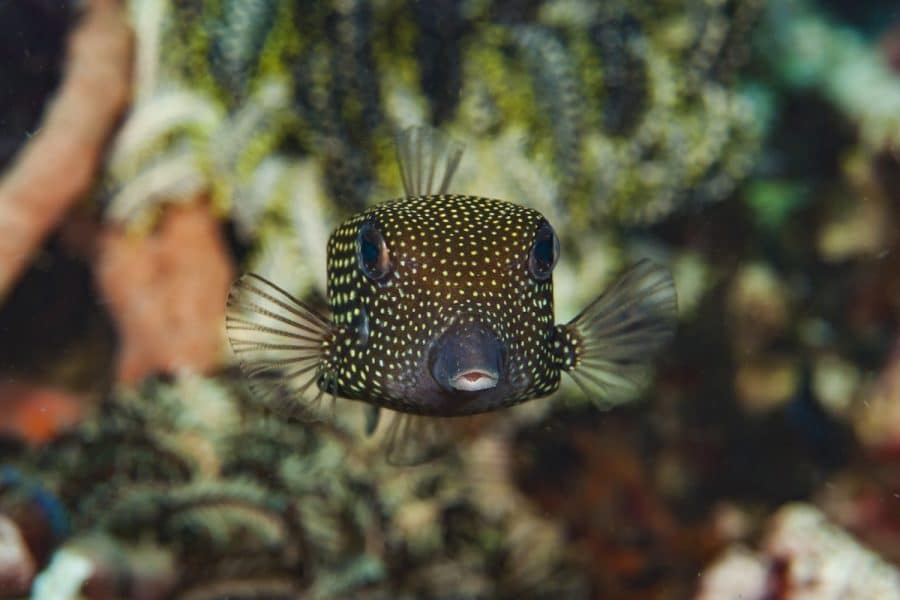 Moa - Spotted boxfish female