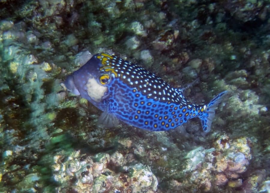 Moa - Spotted boxfish male