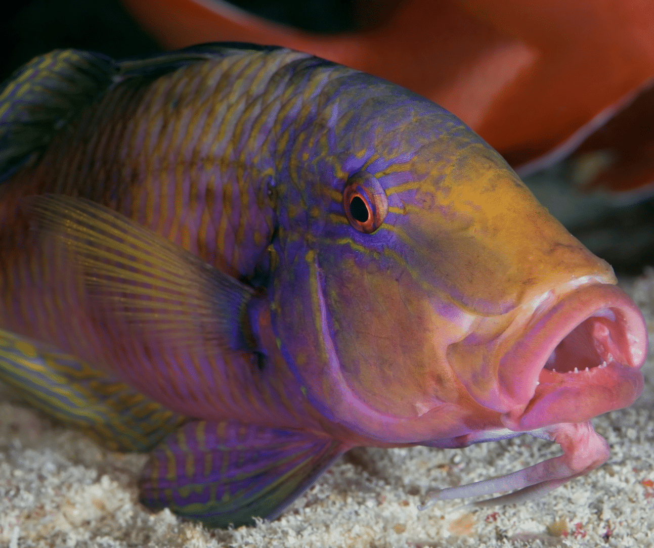 Moano - Manybar goatfish