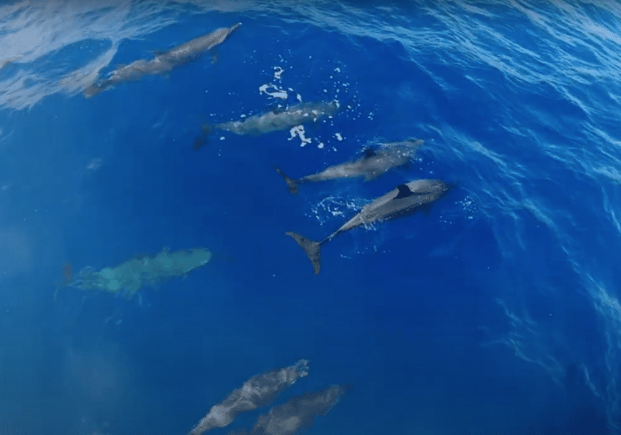 Pac Whale Dolphins 1