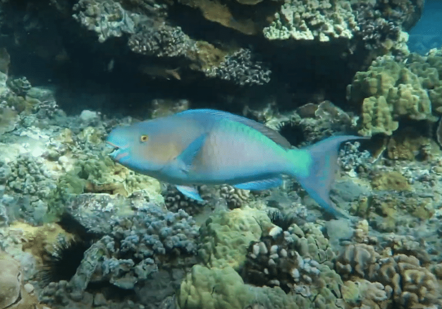 Pac Whale Lanai Parrotfish