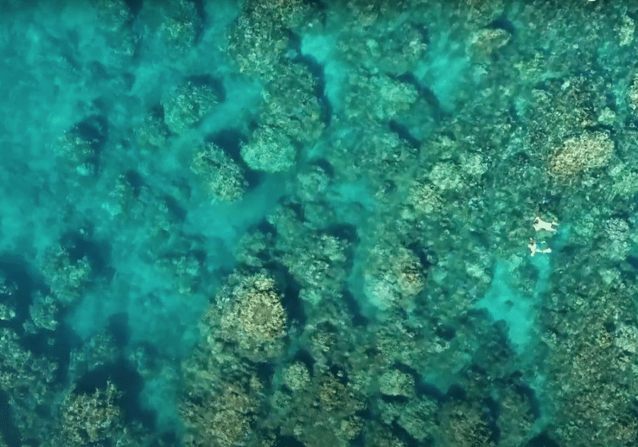 Pac Whale Lanai Reef