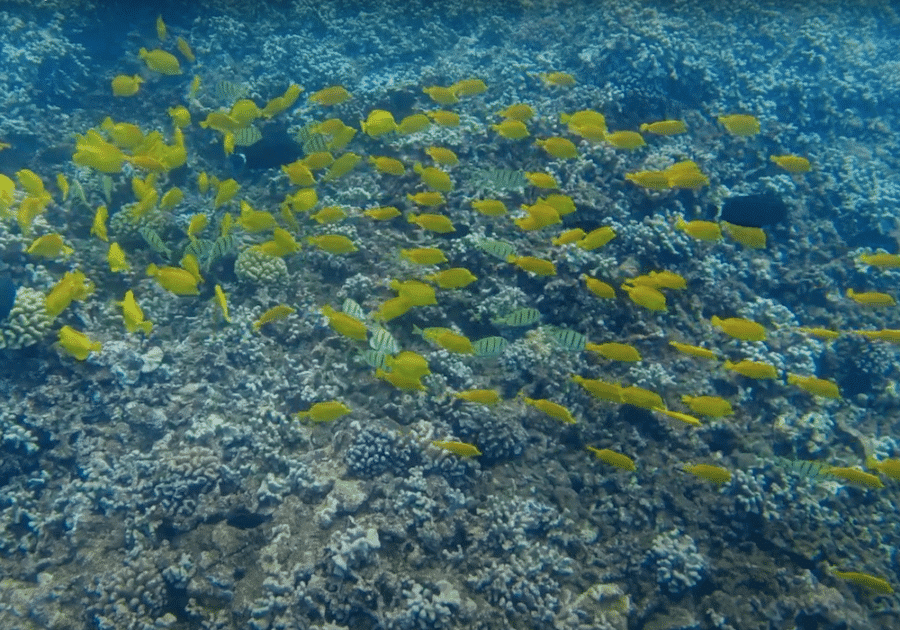Pac Whale Lanai Reef Fish