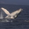 Pacific-Whale-Foundation-Whale-Watch-Tour-2