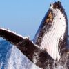 Pacific-Whale-Foundation-Whale-Watch-Tour-6
