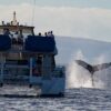 Pacific-Whale-Foundation-Whale-Watch-Tour-8