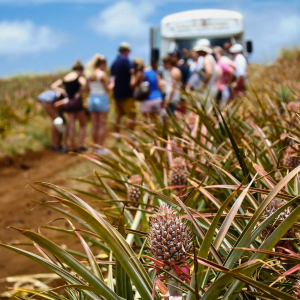 Pineapples Growing in the Field - Maui Pineapple Farm Tour - Book Maui Activities at Auntie Snorkel
