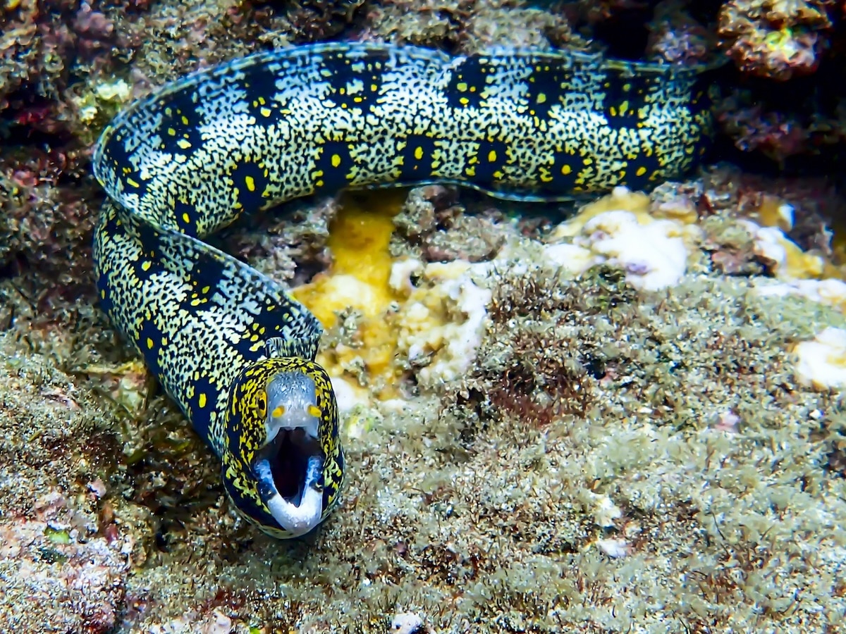 Puhi-kapa - Snowflake moray eel