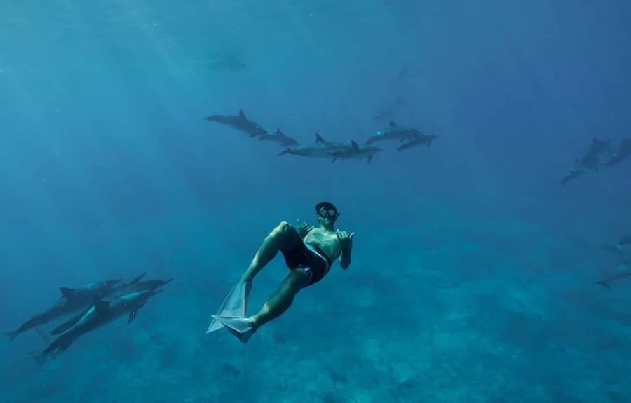 Quicksilver snorkeling and dolphin encounter
