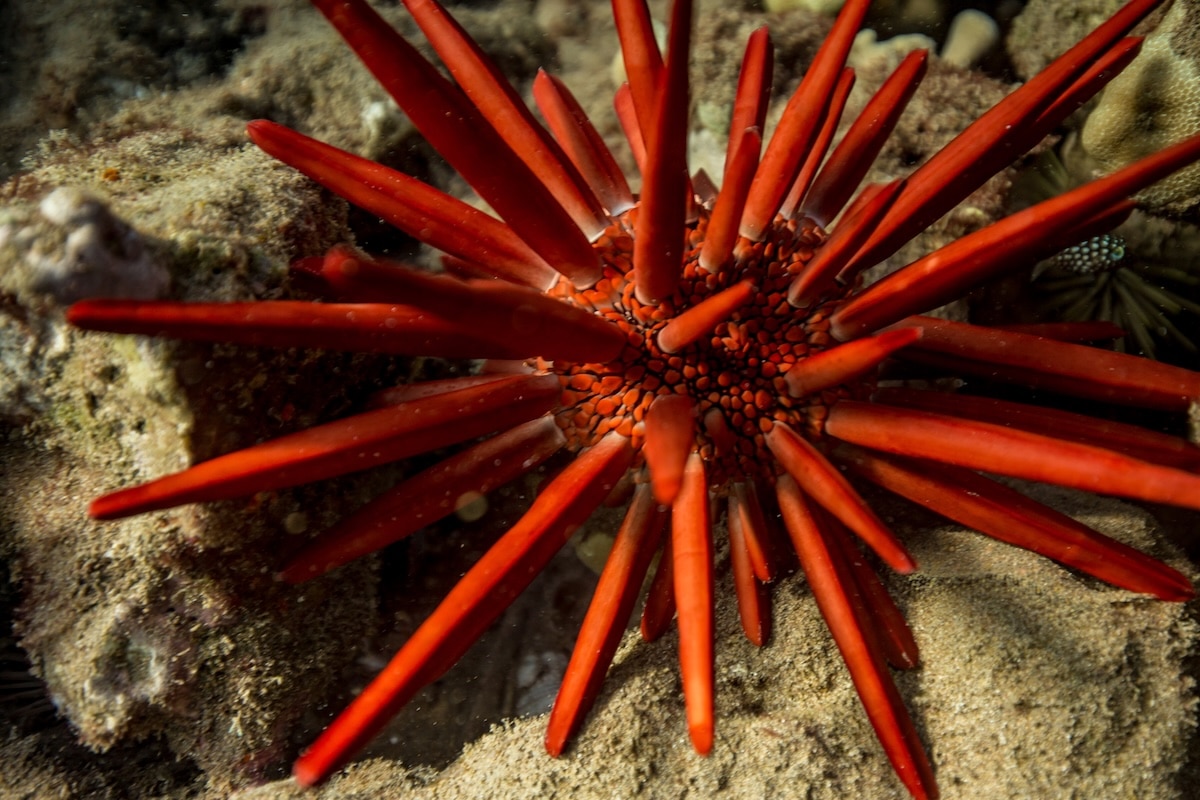 Red slate pencil urchin