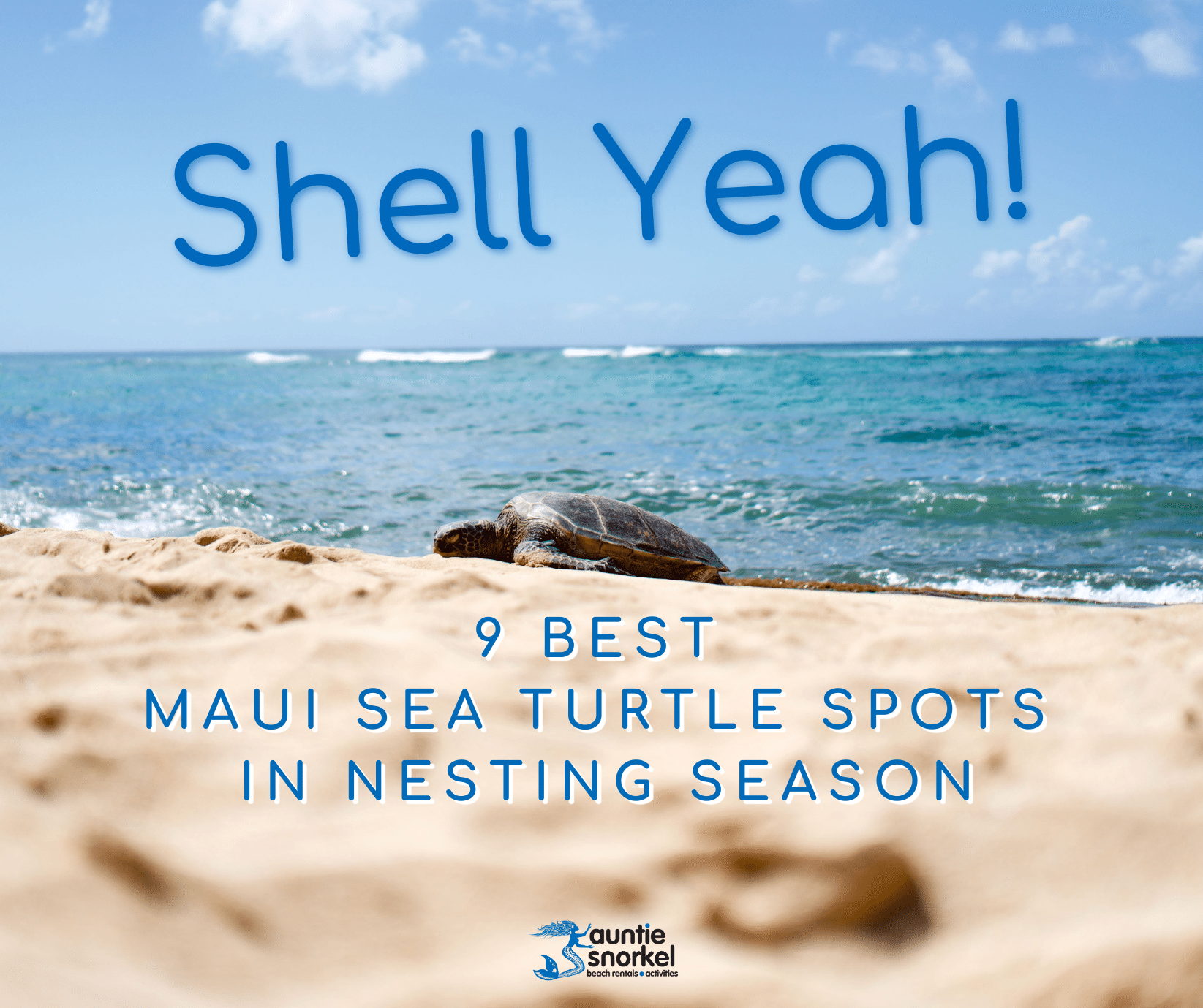 Shell Yeah - 9 Best Maui Sea Turtle Spots in Nesting Season - Turtle on the Beach