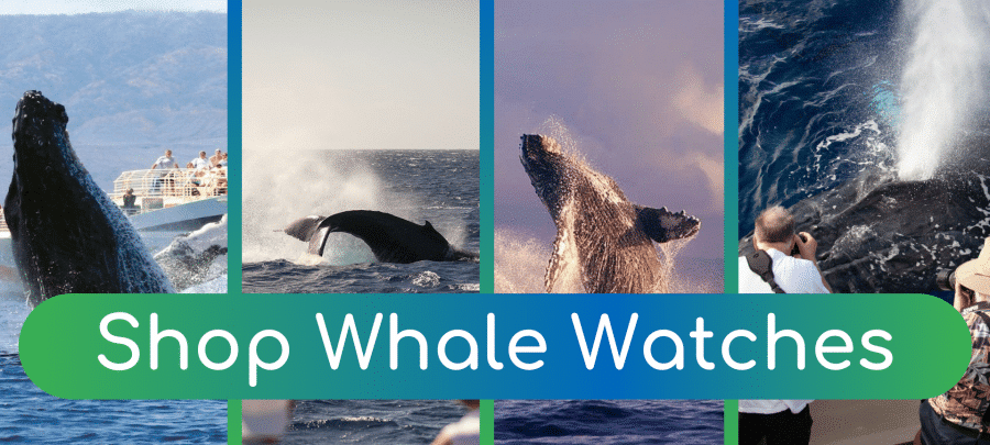Shop Whale Watches - Book Maui Activities at Auntie Snorkel