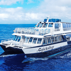 Quicksilver Turtle Reef Morning Snorkel Cruise | Special $94.95 | Reg $129.95!