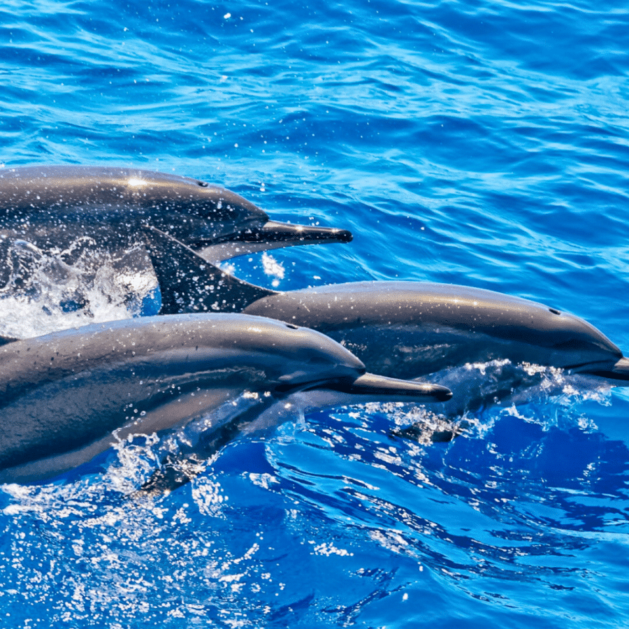 Spinner Dolphins - Pacific Whale Foundation Lanai Snorkeling Tour and Dolphin Watch - Book Maui Activities at Auntie Snorkel
