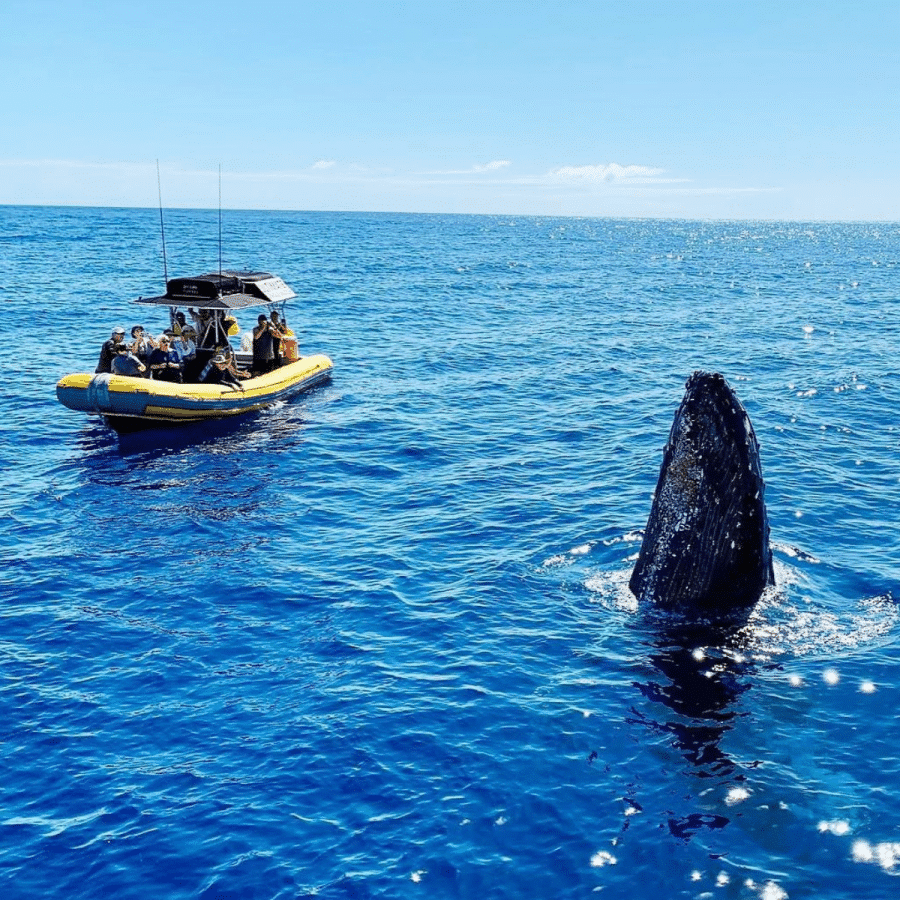 Spy Hopping - Ultimate Whale Watch Maui Raft Tour - Book Maui Activities with Auntie Snorkel