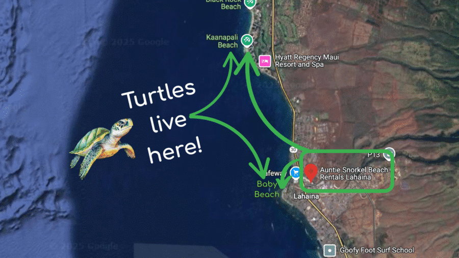 Turtles Live Here - Auntie Snorkel Lahaina - Kaanapali Beach