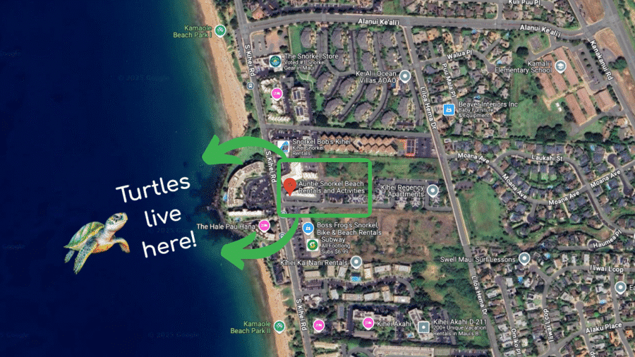 Turtles live here - Auntie Snorkel Kihei - Kamaole Beach Park