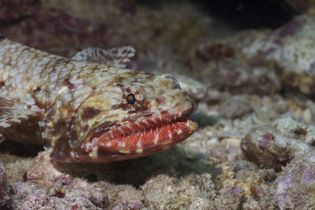 Ulae - Lizardfish