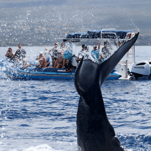Whale Tail Slap - Blue Water Rafting Guaranteed Whale Watch - 1.5 Hour Tour - Book Maui Activities at Auntie Snorkel