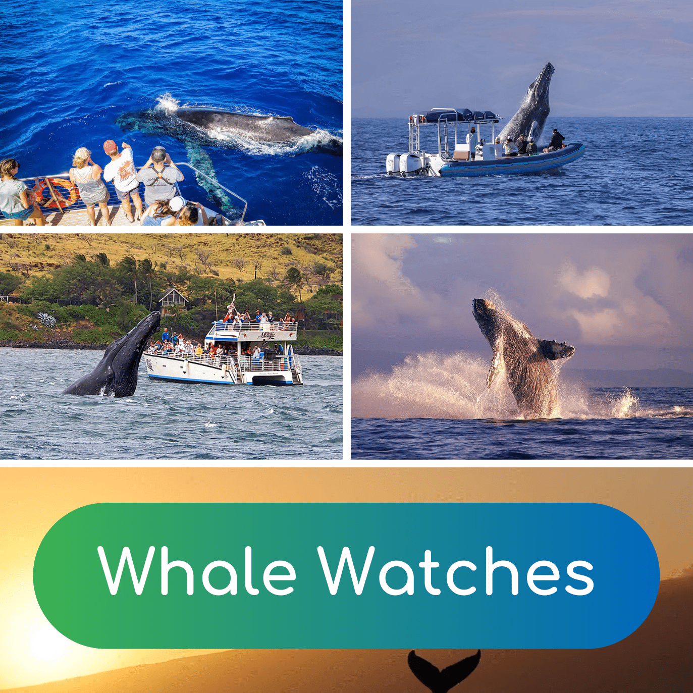 Whale Watches - Book Maui Activities at Auntie Snorkel