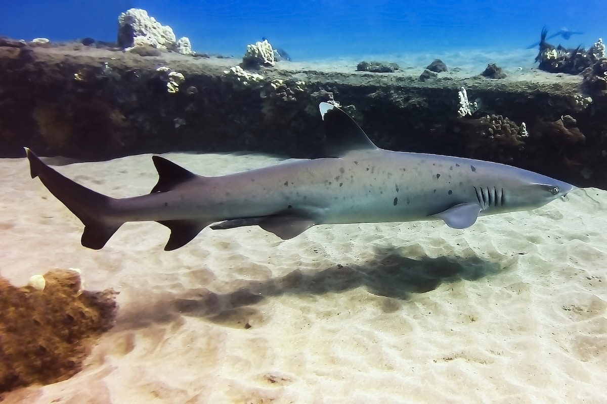 White tip reef shark swims over sand in Maui