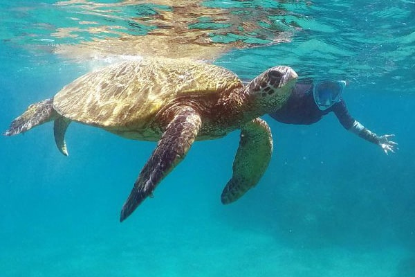 gwen turtle underwater gopro