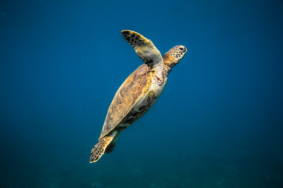 Hawaiian Green sea turtle
