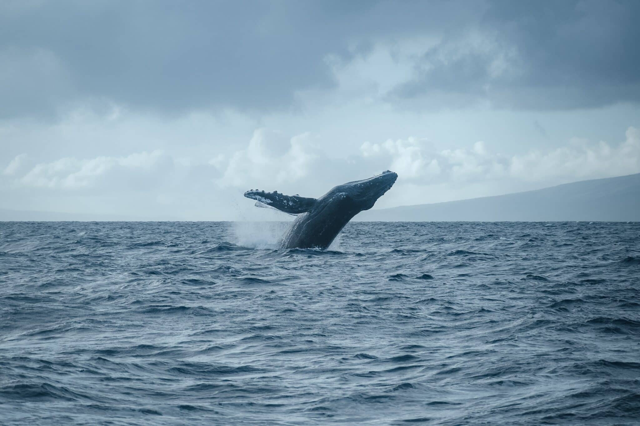 Humpback whale breaching