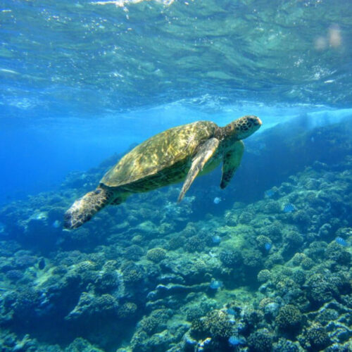 Snorkel Rentals Lahaina, Kaanapali & Kapalua Book For 50 Off!