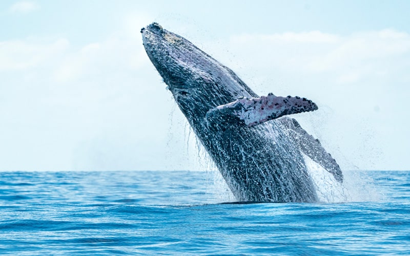 humpback whale watching in Lahaina